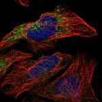 EXOC8 Antibody in Immunocytochemistry (ICC/IF)