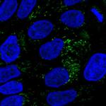 HMGCS2 Antibody in Immunocytochemistry (ICC/IF)