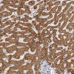 HMGCS2 Antibody in Immunohistochemistry (Paraffin) (IHC (P))