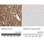 HMGCS2 Antibody