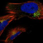 GAK Antibody in Immunocytochemistry (ICC/IF)