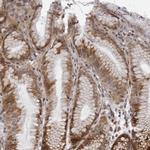 GCSAML Antibody in Immunohistochemistry (Paraffin) (IHC (P))