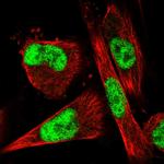 VEZF1 Antibody in Immunocytochemistry (ICC/IF)