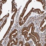 COX5A Antibody in Immunohistochemistry (Paraffin) (IHC (P))