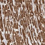 COX5A Antibody in Immunohistochemistry (Paraffin) (IHC (P))