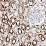 COX5A Antibody in Immunohistochemistry (Paraffin) (IHC (P))