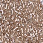 COX5A Antibody in Immunohistochemistry (Paraffin) (IHC (P))