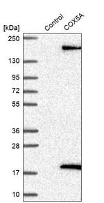 COX5A Antibody in Western Blot (WB)