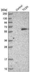 TC2N Antibody in Western Blot (WB)