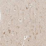 MRPL55 Antibody in Immunohistochemistry (Paraffin) (IHC (P))