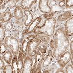 MRPL55 Antibody in Immunohistochemistry (Paraffin) (IHC (P))