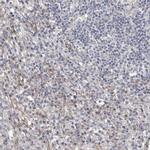 CGN Antibody in Immunohistochemistry (IHC)