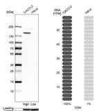 CGN Antibody in Western Blot (WB)