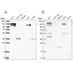 CGN Antibody in Western Blot (WB)