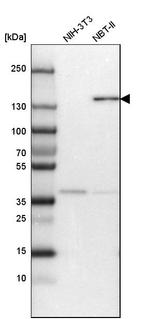 CGN Antibody in Western Blot (WB)