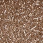 RABIF Antibody in Immunohistochemistry (Paraffin) (IHC (P))