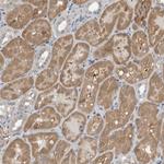 CCBL1 Antibody in Immunohistochemistry (Paraffin) (IHC (P))