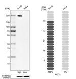 Neogenin Antibody in Western Blot (WB)