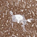 UBR2 Antibody in Immunohistochemistry (Paraffin) (IHC (P))