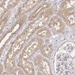 EEF1E1 Antibody in Immunohistochemistry (Paraffin) (IHC (P))