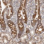 MSRB2 Antibody in Immunohistochemistry (Paraffin) (IHC (P))