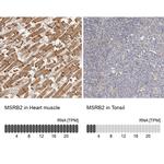 MSRB2 Antibody in Immunohistochemistry (IHC)