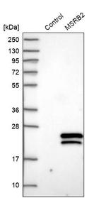 MSRB2 Antibody in Western Blot (WB)