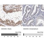 CDCA8 Antibody