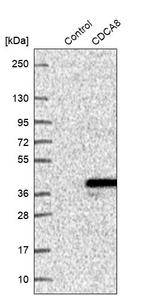 CDCA8 Antibody in Western Blot (WB)