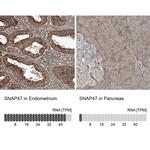 SNAP47 Antibody