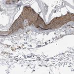 SRGAP2 Antibody in Immunohistochemistry (IHC)