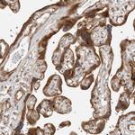 SRGAP2 Antibody in Immunohistochemistry (IHC)