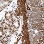 SRGAP2 Antibody in Immunohistochemistry (IHC)