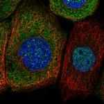 SRGAP2 Antibody in Immunocytochemistry (ICC/IF)