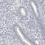 CDCA8 Antibody in Immunohistochemistry (IHC)