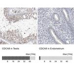 CDCA8 Antibody