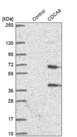 CDCA8 Antibody in Western Blot (WB)