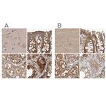 CEP350 Antibody in Immunohistochemistry (IHC)