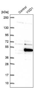 YOD1 Antibody in Western Blot (WB)