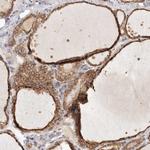 Annexin A9 Antibody in Immunohistochemistry (IHC)