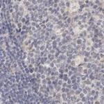 Annexin A9 Antibody in Immunohistochemistry (IHC)