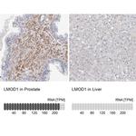 LMOD1 Antibody in Immunohistochemistry (IHC)