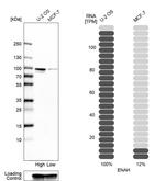 ENAH Antibody