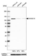 EXOSC10 Antibody in Western Blot (WB)