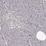 LUZP1 Antibody in Immunohistochemistry (Paraffin) (IHC (P))