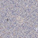 LUZP1 Antibody in Immunohistochemistry (IHC)