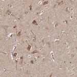 LUZP1 Antibody in Immunohistochemistry (IHC)