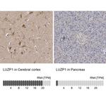 LUZP1 Antibody