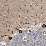 LUZP1 Antibody in Immunohistochemistry (Paraffin) (IHC (P))