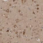 LUZP1 Antibody in Immunohistochemistry (Paraffin) (IHC (P))